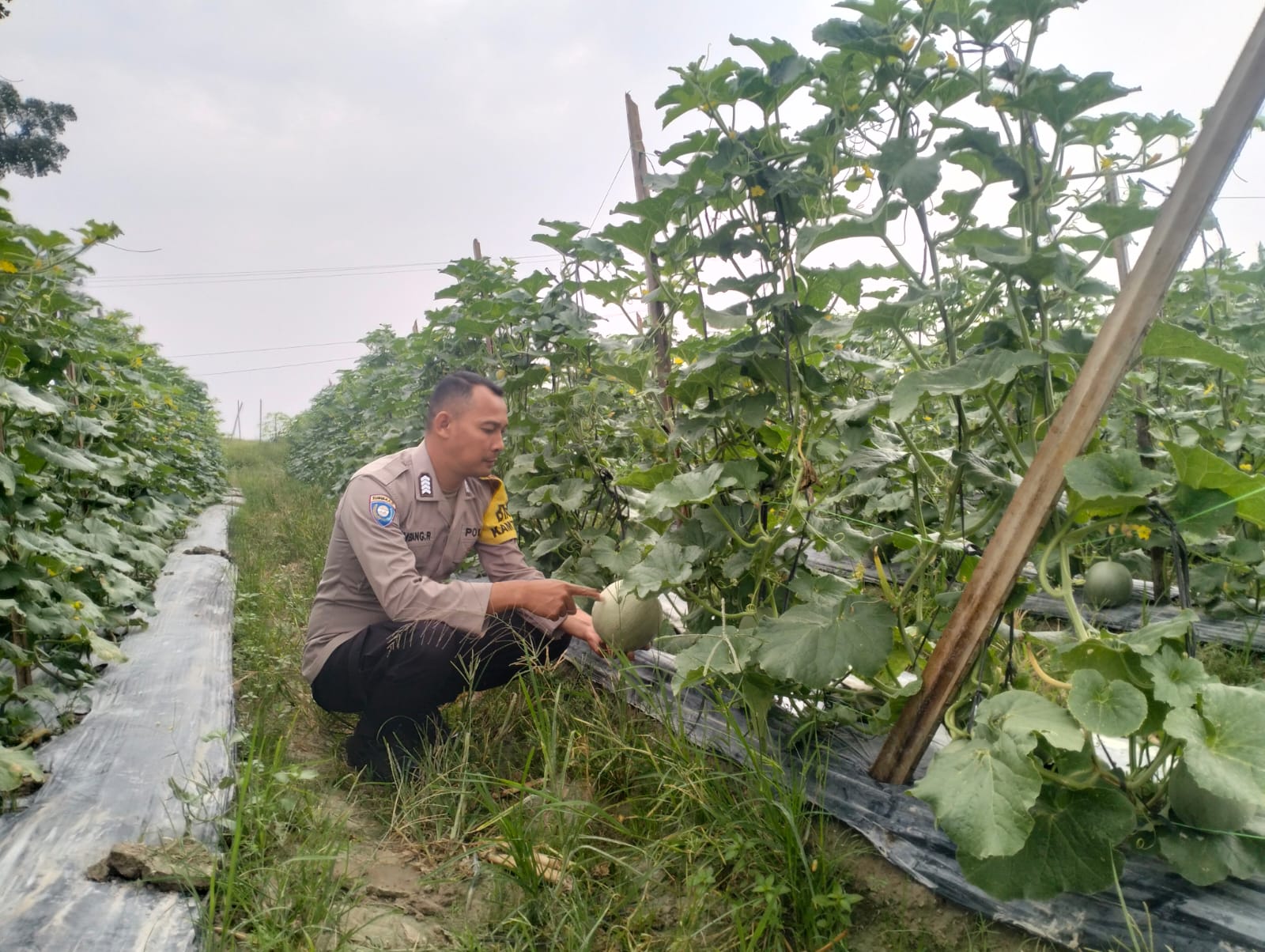 Polres Asahan Dukung Program Ketahanan Pangan dengan Menanam Melon