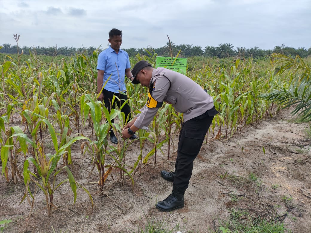 BHABINKAMTIBMAS POLSEK KOTA KISARAN LAKUKAN PENGECEKAN LAHAN TANAMAN JAGUNG DUKUNG PROGRAM KETAHANAN PANGAN