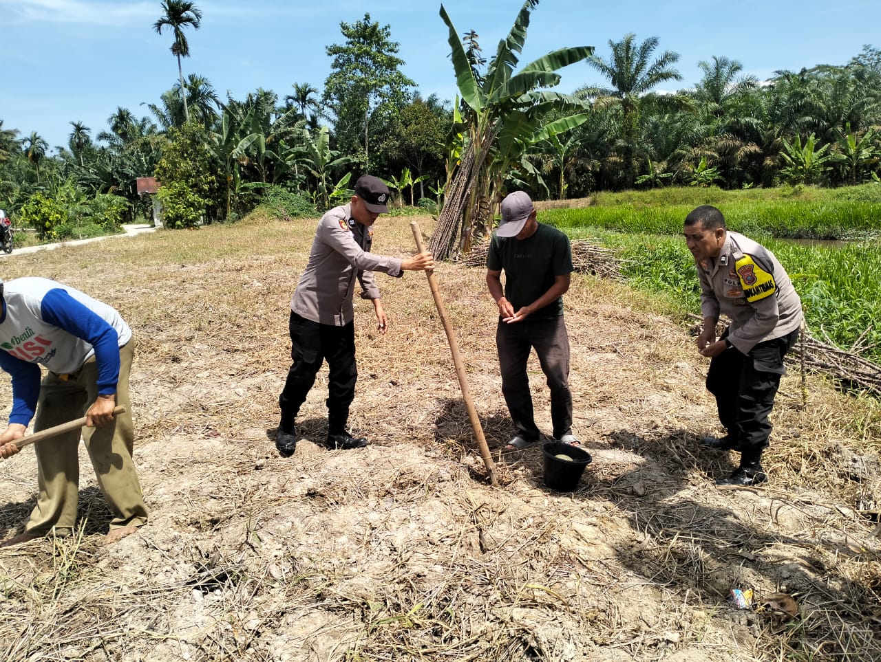 Bhabinkamtibmas Polsek Simpang Empat Dorong Swasembada Pangan Lewat Penanaman Jagung di Desa Sipaku Area
