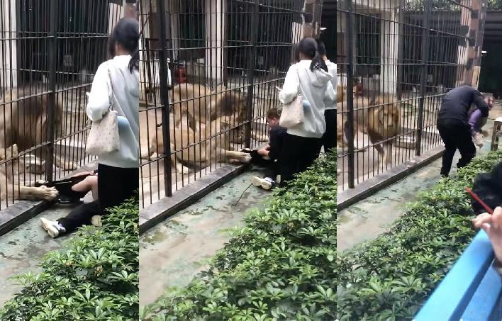 Insiden Singa di Shantou: Gadis 10 Tahun Nyaris Terseret ke Dalam Kandang, Kebun Binatang Ditutup Sementara