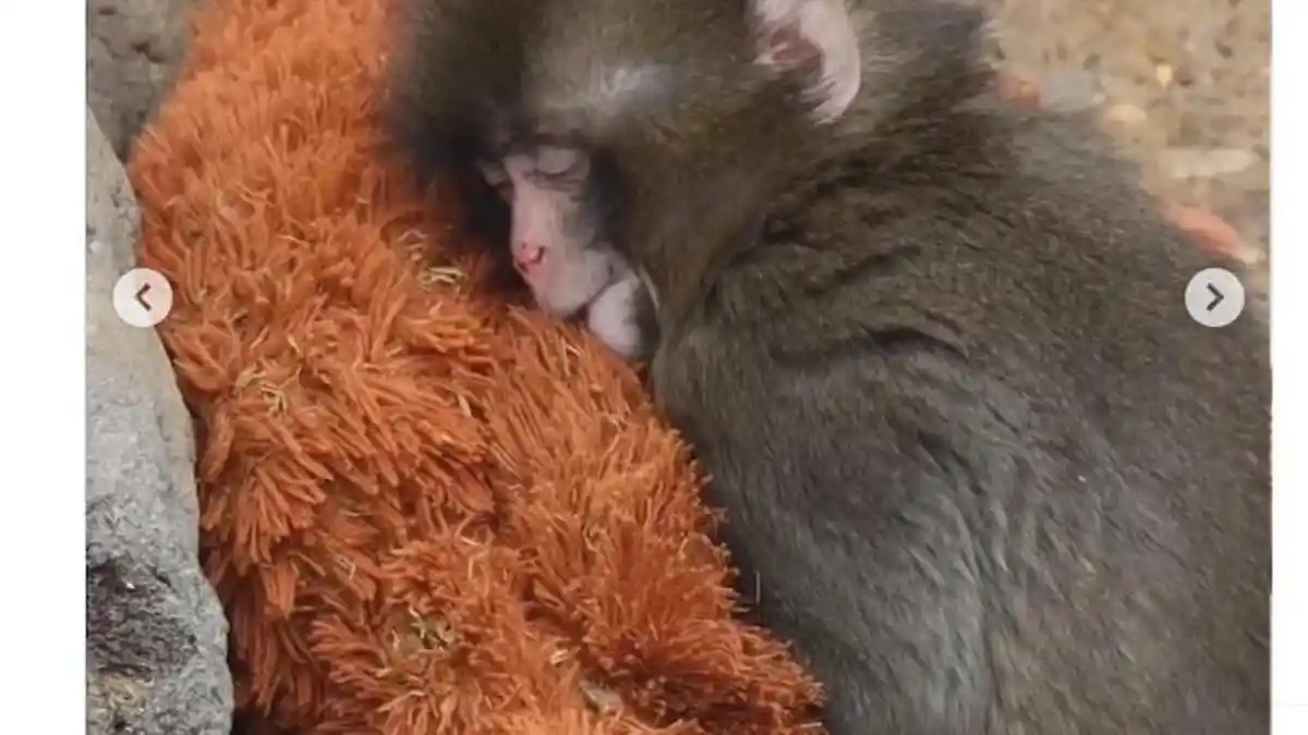 Ditinggal Induk Sejak Lahir, Bayi Monyet di Jepang Temukan Kehangatan dari Boneka